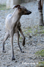 Photographe professionnel, photo d'animaux