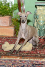 Photographe professionnel, photo d'animaux